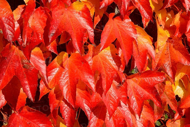 Virginia Creeper (Parthenocissus quinquefolia)