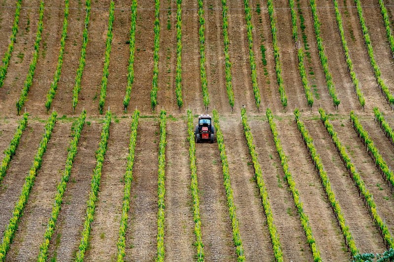 Tractor in vineyard in springtime