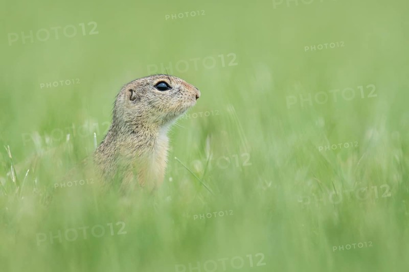 European ground squirrel (Spermophilus citellus) in a meadow