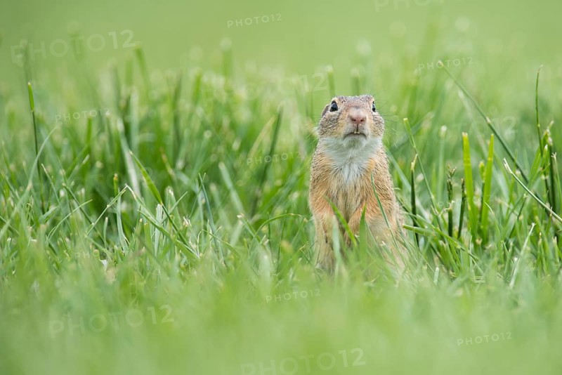 European ground squirrel (Spermophilus citellus) in a meadow