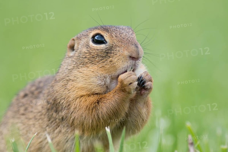 European ground squirrel (Spermophilus citellus) in a meadow