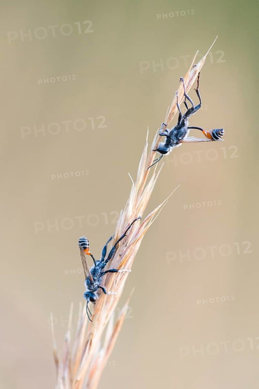 Thread-waisted wasps (Ammophila) on grass