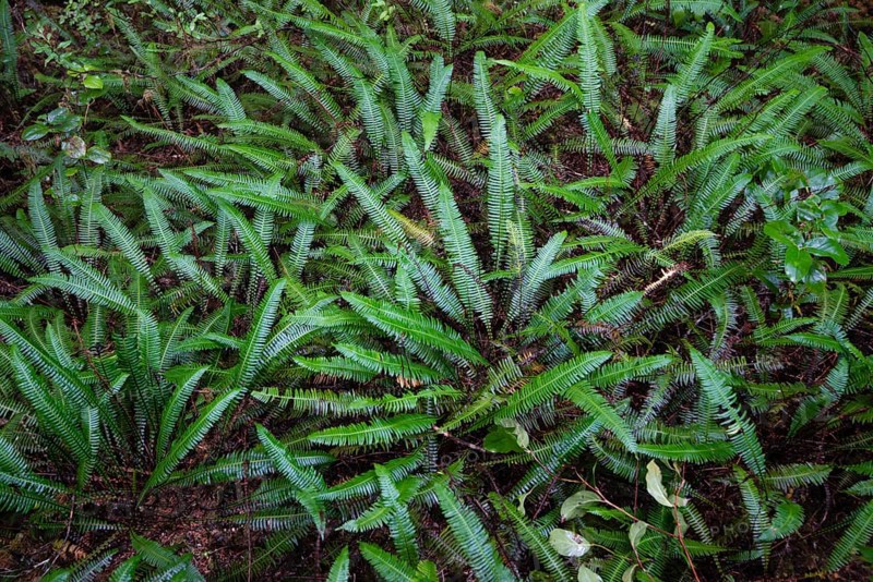 Hard-fern or deer fern (Blechnum spicant)