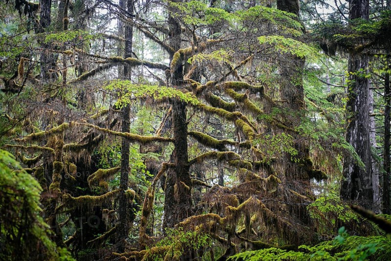 Trees with lichen