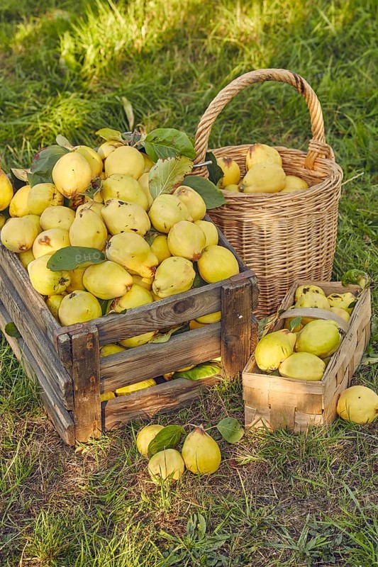 Pear quinces (Cydonia oblonga var. oblonga) in old wooden box and basket