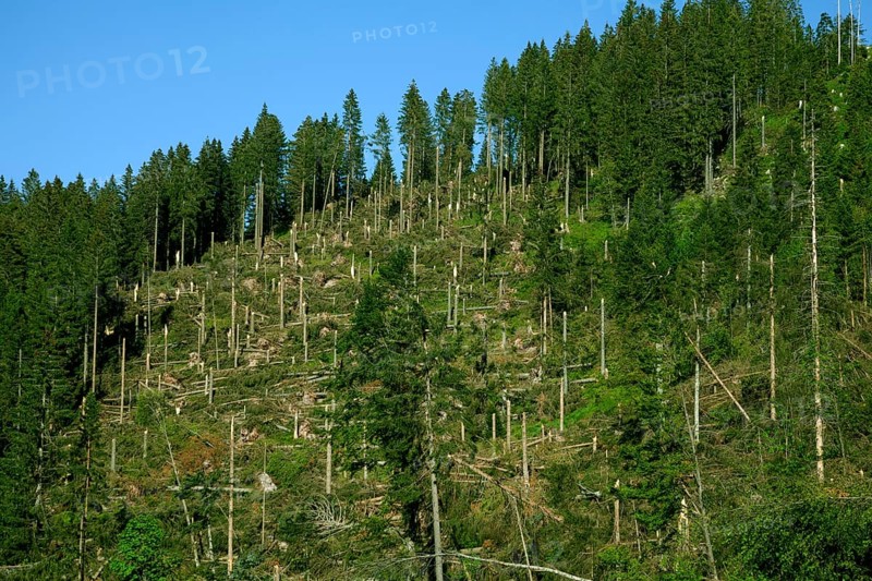 Windfall