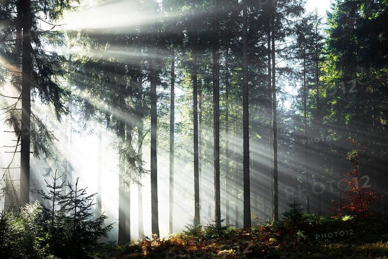 Rays of sunlight shining through trees in fog