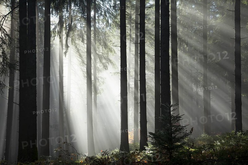 Rays of sunlight shining through trees in fog