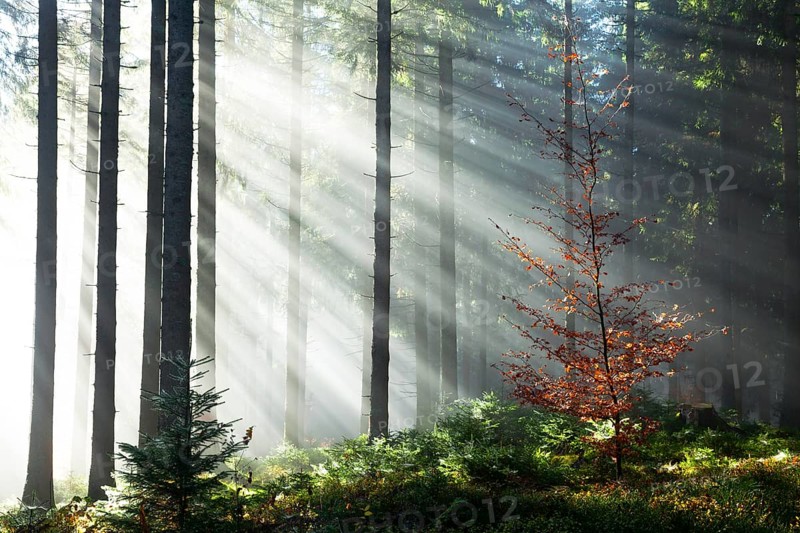 Rays of sunlight shining through trees in fog