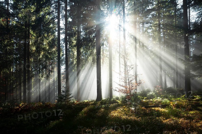 Rays of sunlight shining through trees in fog