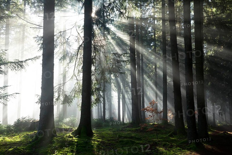 Rays of sunlight shining through trees in fog