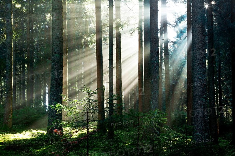 Rays of sunlight shining through trees in fog