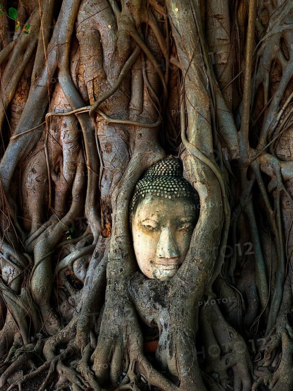 Head of a Buddha statue