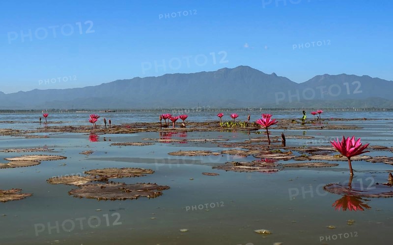 Pink water-lilies (Nymphaea pubescens)