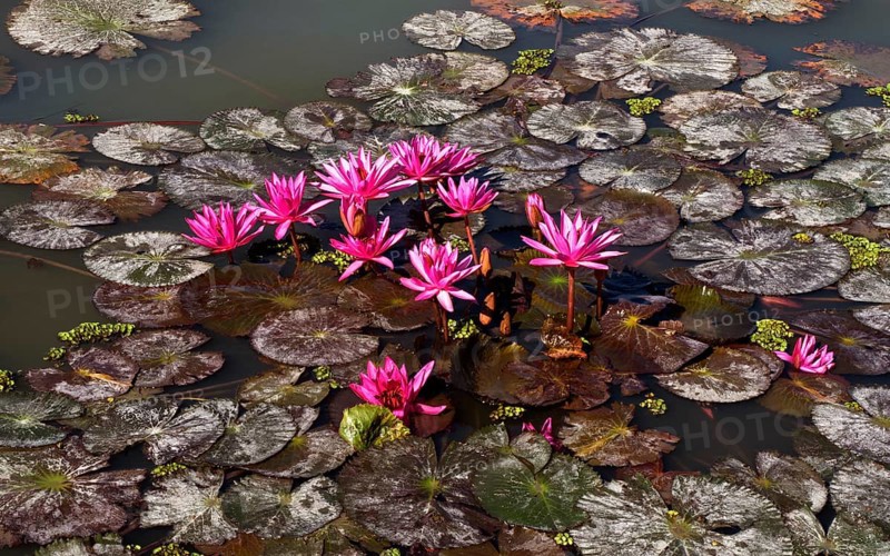 Pink water-lilies (Nymphaea pubescens)