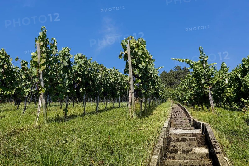 Stairs on the wine experience trail through vines on the vineyard