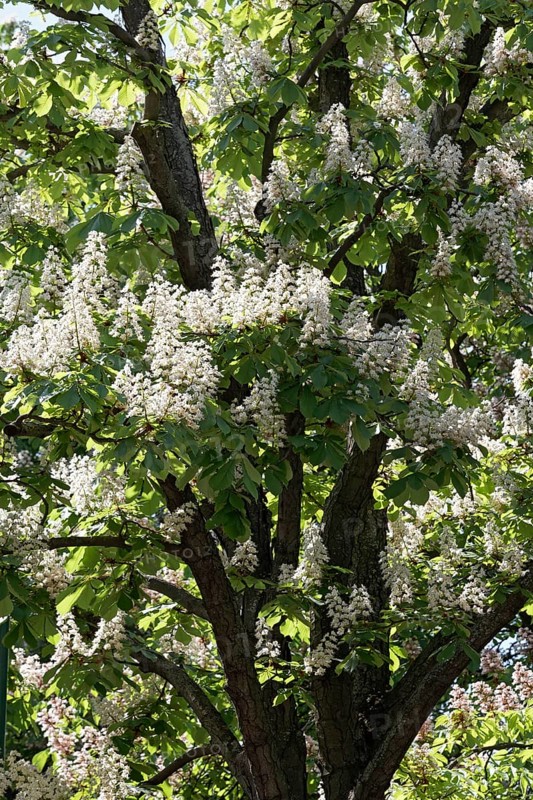 Blossoming Chestnut tree