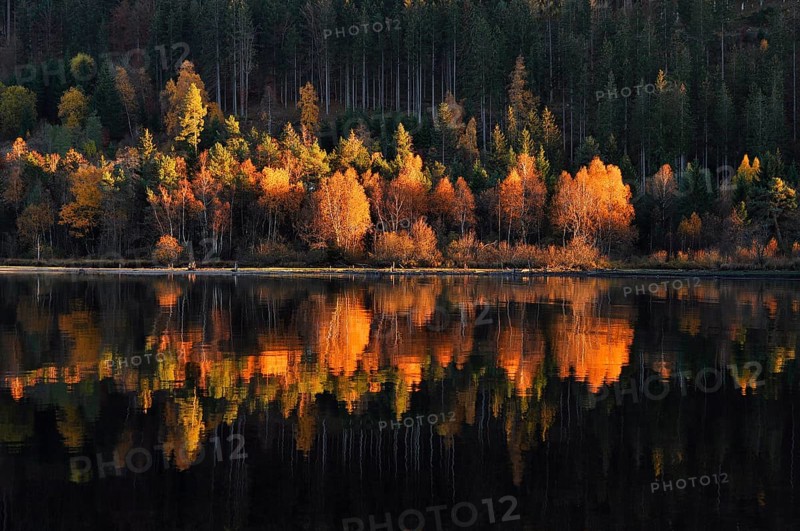 Colorful birch trees with autumn leaves reflected in the Titisee lake