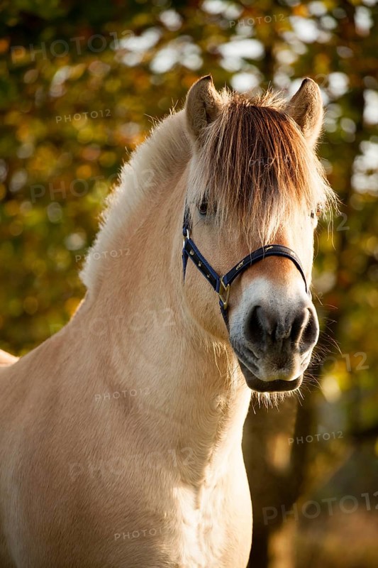 Fjord horse (Equus ferus caballus)