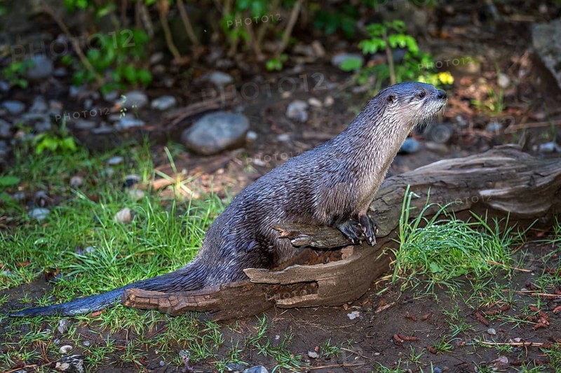 Northern River Otter