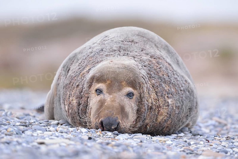 Grey Seal (Halichoerus grypus)
