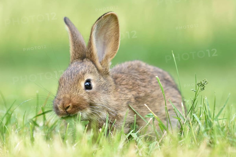 Rabbit