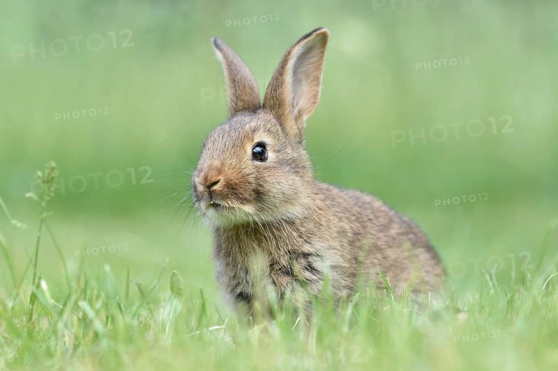 Rabbit