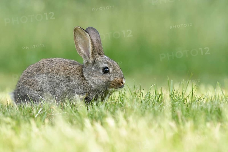 Rabbit