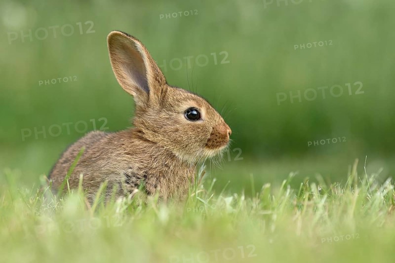 Rabbit