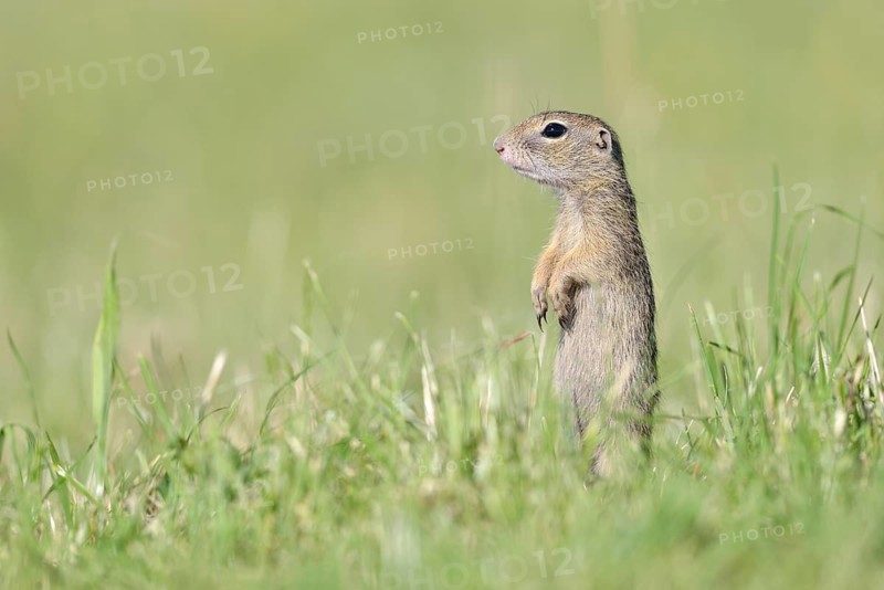 European ground squirrel (Spermophilus citellus) young keeping watch