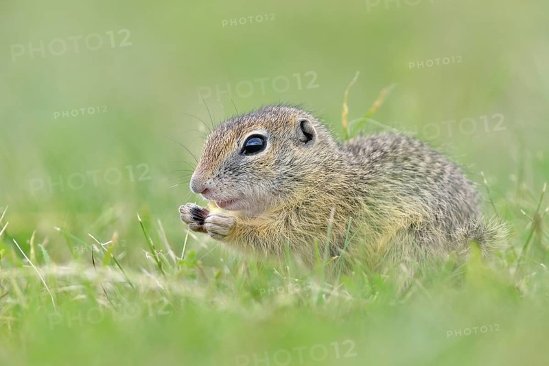 European ground squirrel (Spermophilus citellus) young