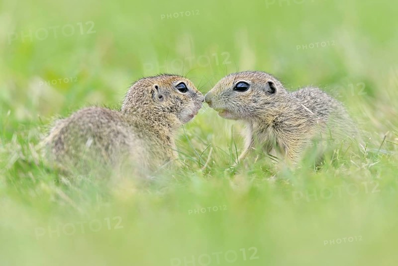European ground squirrel (Spermophilus citellus) young playing