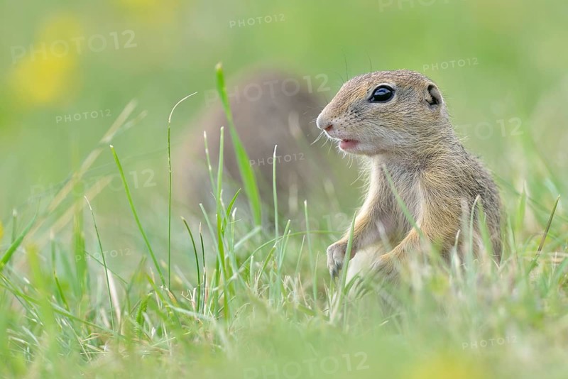 European ground squirrel (Spermophilus citellus) young