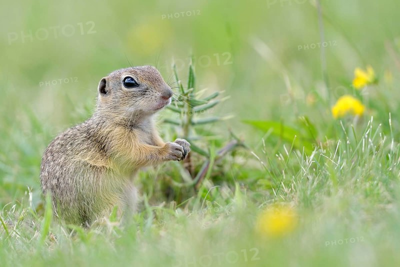 European ground squirrel (Spermophilus citellus) young