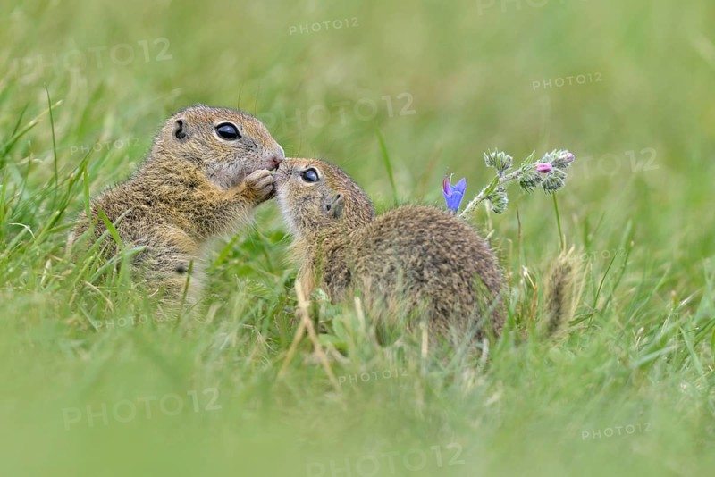 European ground squirrel (Spermophilus citellus) young playing