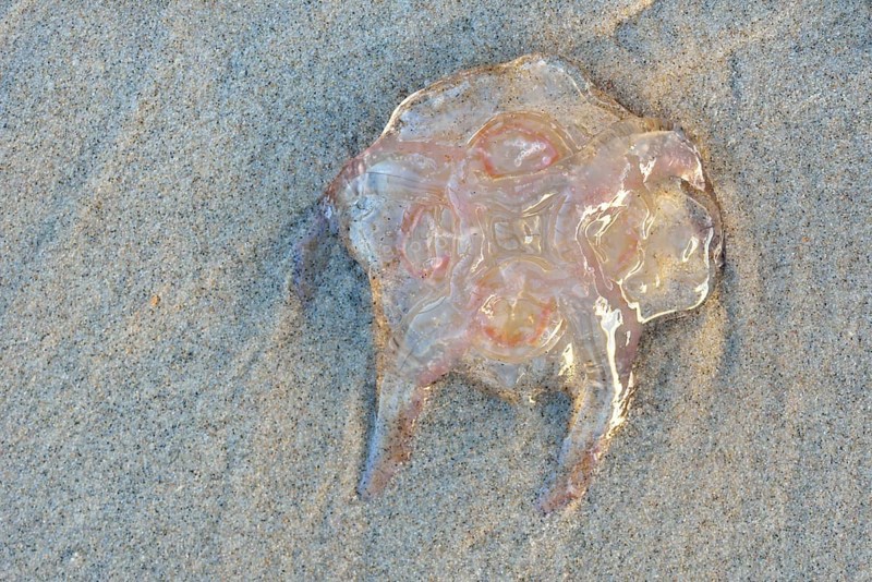 Lion's mane jellyfish (Cyanea capillata) on the sandy beach