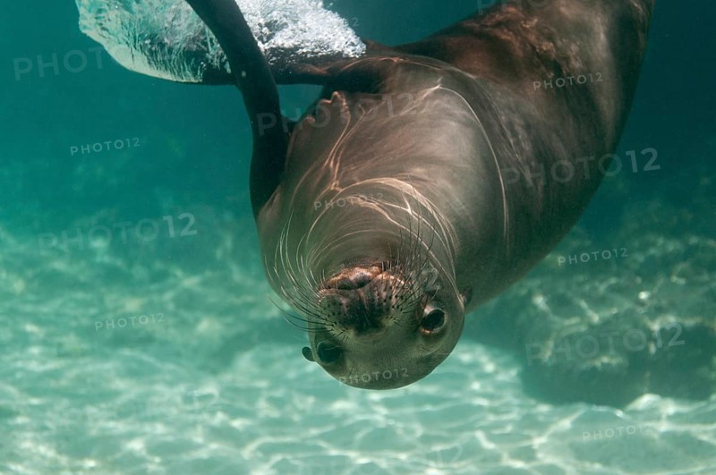 Galapagos Sea Lion (Zalophus wollebaeki)