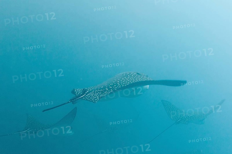 Spotted eagle rays (Aetobatus narinari)