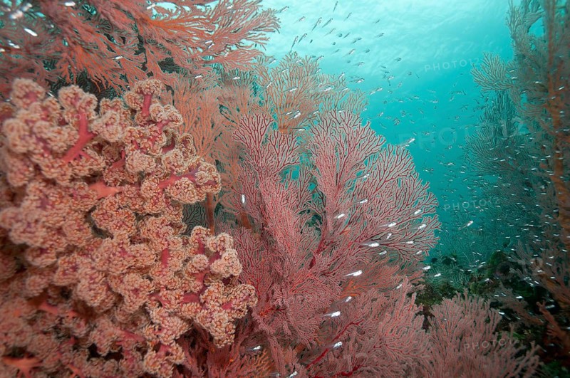 Coral reef with Cherry Blossom Coral (siphonogorgia godeffroyi) and Red fan coral (Melithaea sp.)
