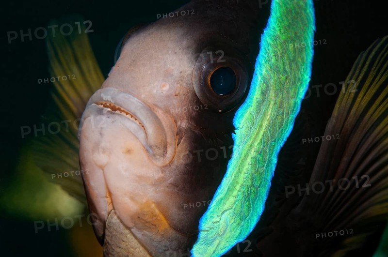 Clark's Anemonefish (Amphiprion clarkii)