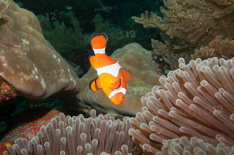 Ocellaris clownfish (Amphiprion ocellaris) in Sea Anemone (Heteractis spec.)