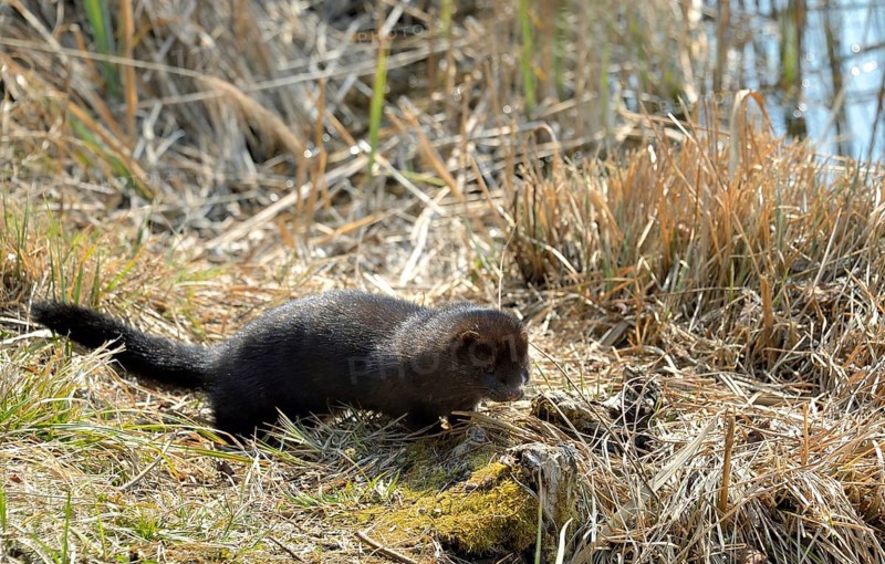 American mink (Neovison vison)