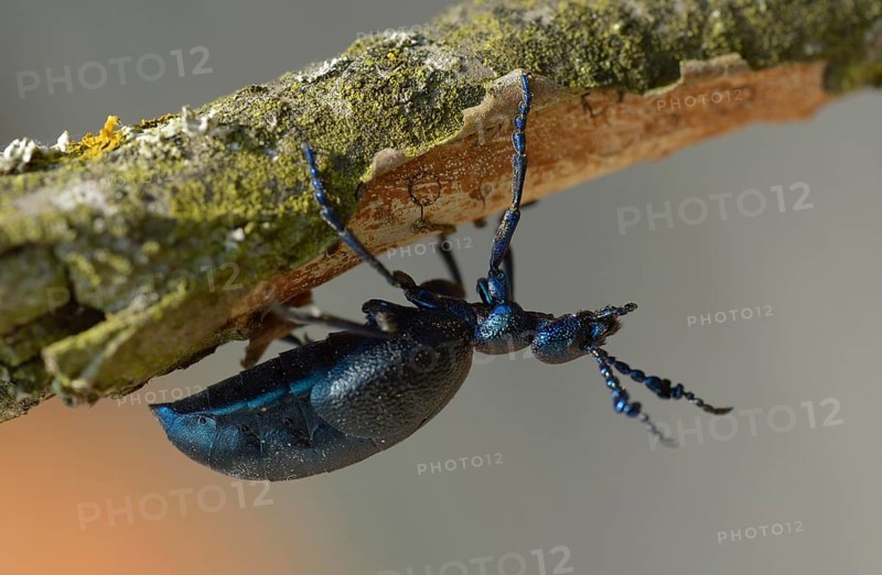Violet oil beetle (Meloe violaceus)
