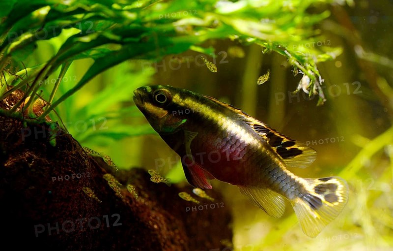 Kribensis cichlid (Pelvicachromis pulcher) with fry