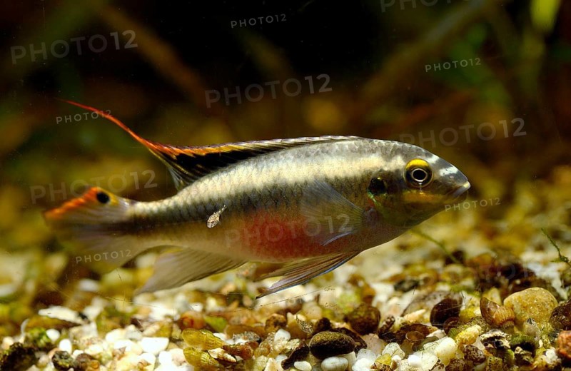 Kribensis cichlid (Pelvicachromis pulcher) with fingerling