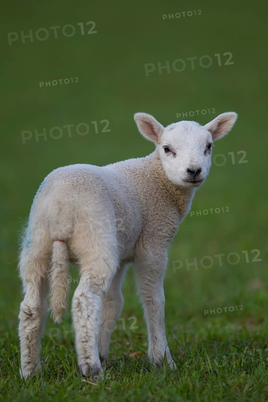 Sheep (Ovis aries)