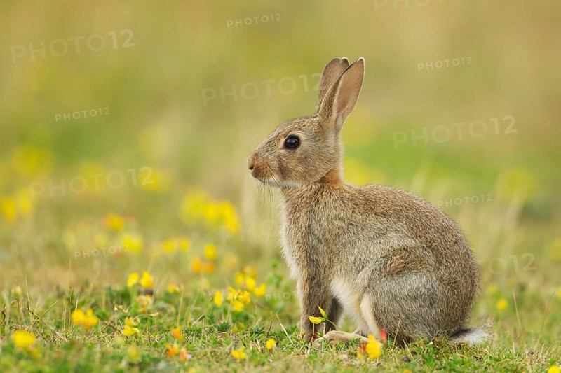 European Rabbit or Common Rabbit (Oryctolagus cunniculus)