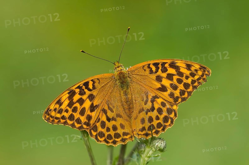 Silver-washed Fritillary (Argynnis paphia)