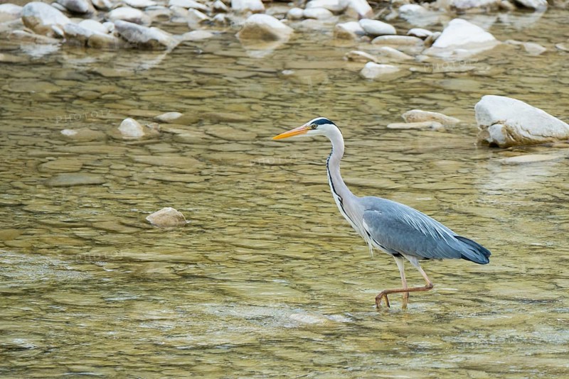 Grey Heron (Ardea cinerea) in a river