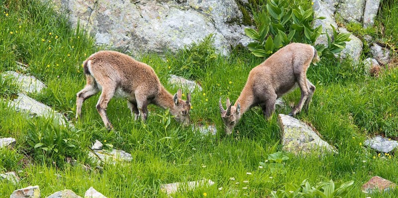 Alpine Ibexes (Capra ibex)